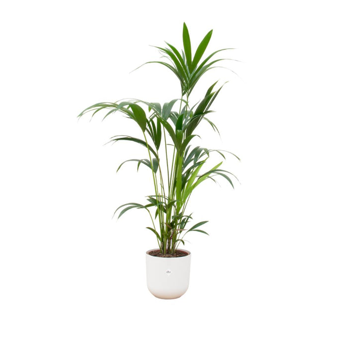 combi-deal-kentia-palm-inclusief-elho-jazz-round-wit-o26-160-cm