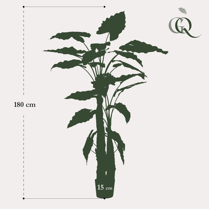 kunstplant-alocasia-olifantsoor-180-cm