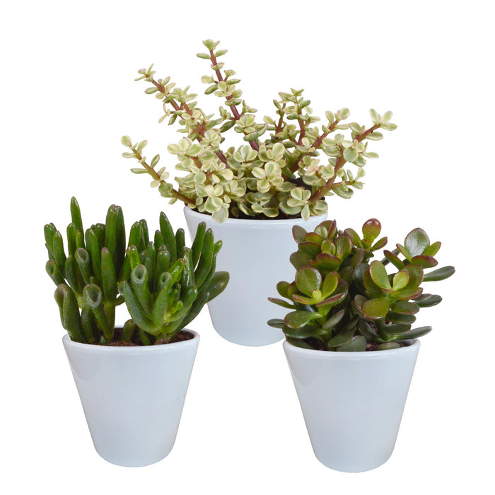 crassula-mix-8-5-cm-3x-in-witte-pot