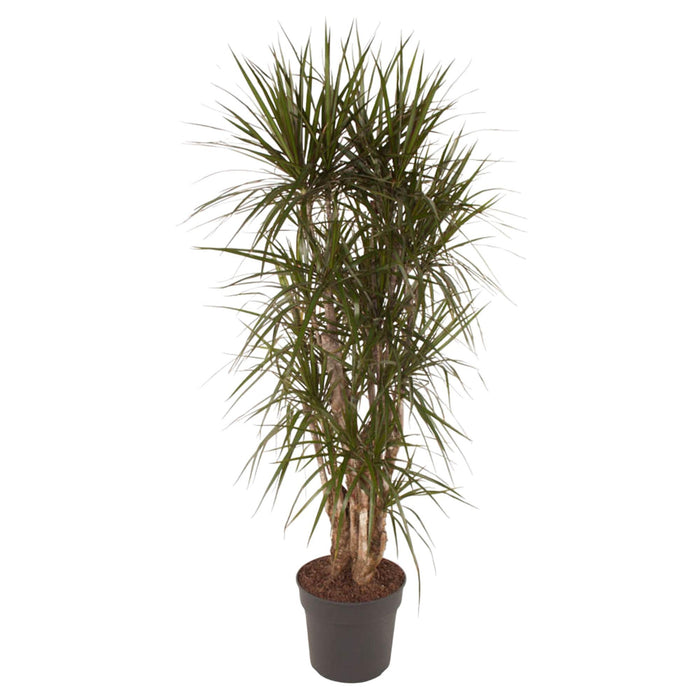 dracaena-marginata-vertakt-160-cm-o34