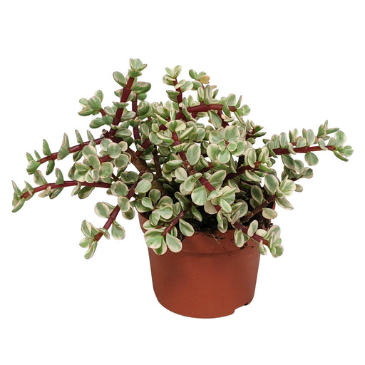 portulacaria-afra-variegata-10-5cm-zonder-pot