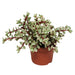 portulacaria-afra-variegata-10-5cm-zonder-pot