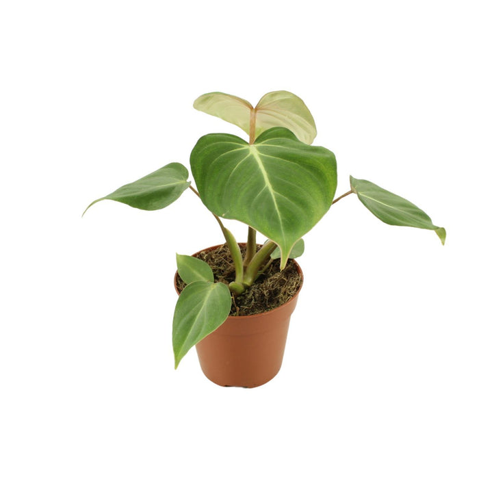 philodendron-gloriosum-o12cm-↕30cm