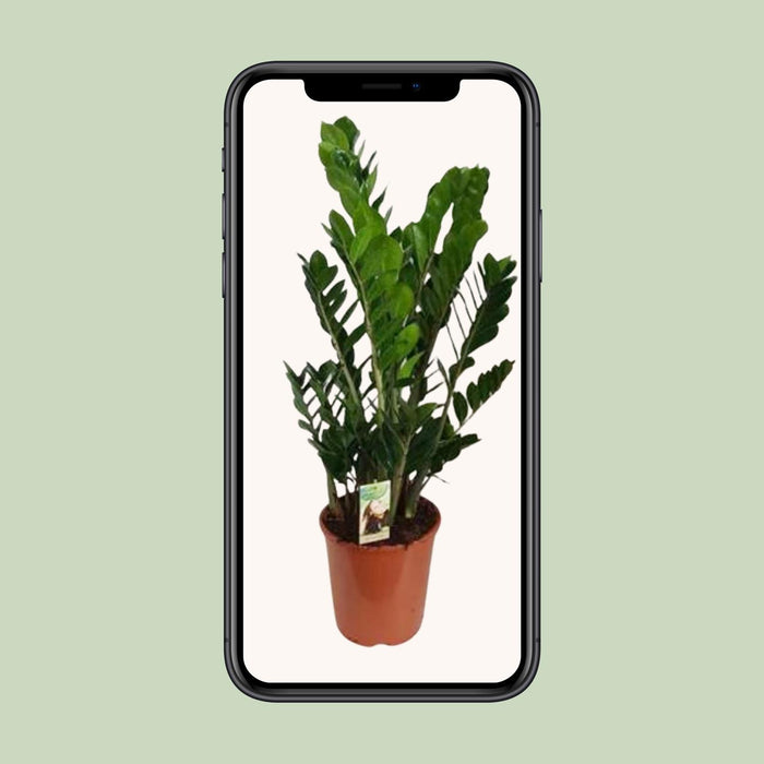 zamioculcas-zamiifolia-o27-↕100