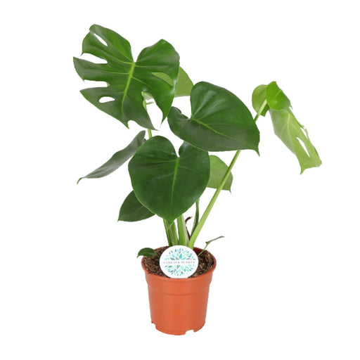 monstera-deliciosa-gatenplant-65cm-o21-o17-55cm