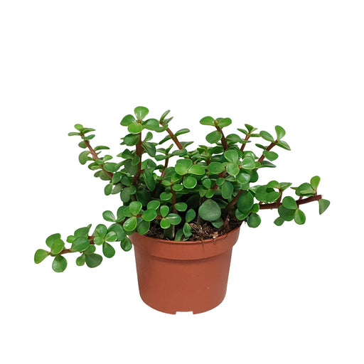 portulacaria-afra-zonder-pot