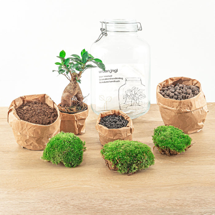 diy-terrarium-ficus-ginseng-bonsai-↕-28-cm-rake-shovel-tweezer-scissors