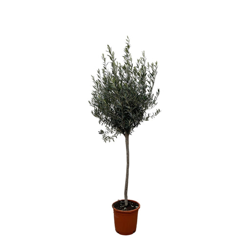 olea-europaea-op-stam-180cm-o30