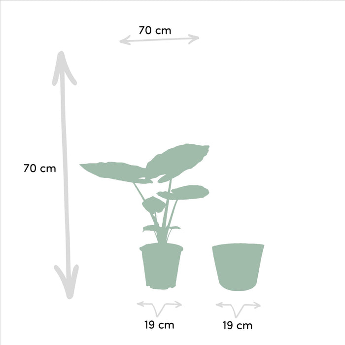 strelitzia-nicolai-85cm-o19cm-alocasia-macrorrhiza-70cm-o19cm-incl-mand-igmar