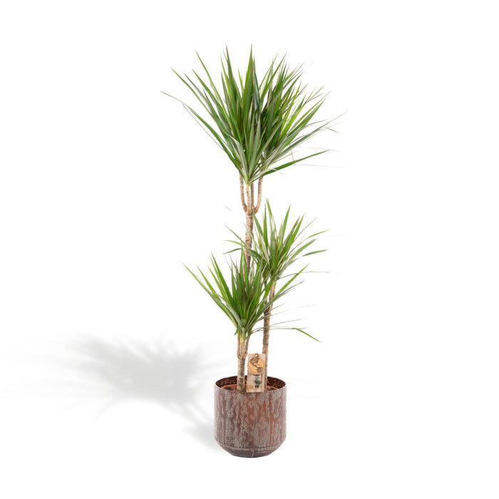 dracaena-met-pot-120cm-o21cm