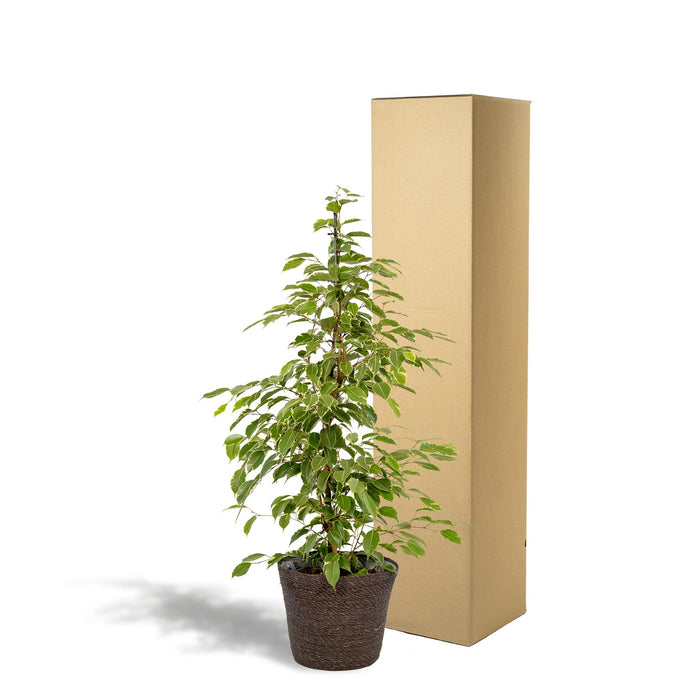 ficus-benjamina-goldenking-95cm-o21cm-mand-igmar