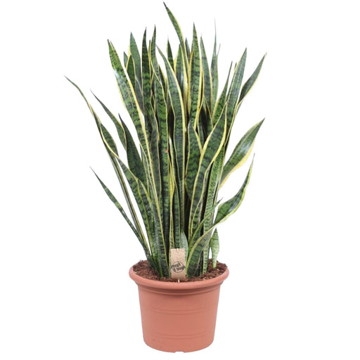 sansevieria-laurentii-100-cm-o35