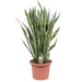 sansevieria-laurentii-100-cm-o35