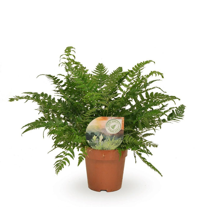 polystichum-tsussimense-athyrium-o12-↕30