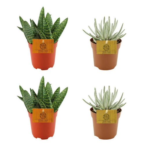 2x-aloe-paradisicum-2x-senecio-scaposus-4-stuks-o10-5cm-↕10cm