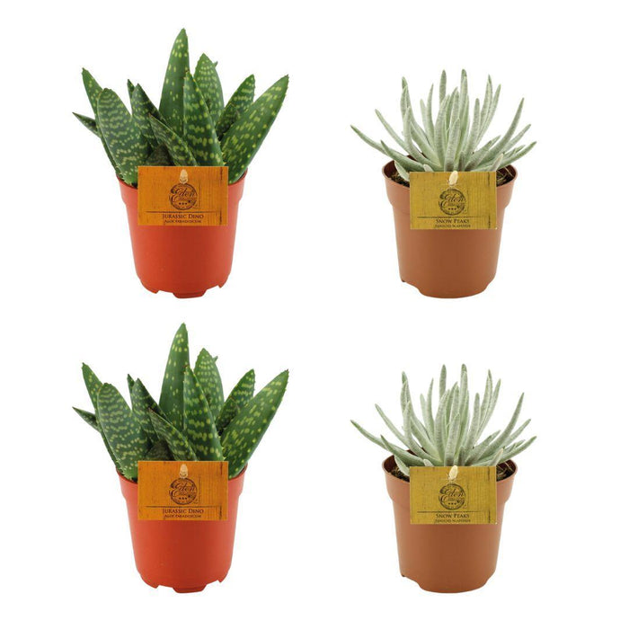 2x-aloe-paradisicum-2x-senecio-scaposus-4-stuks-o10-5cm-↕10cm