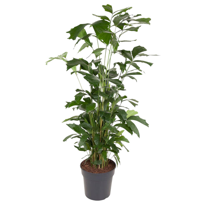 caryota-mitis-160-cm-o31