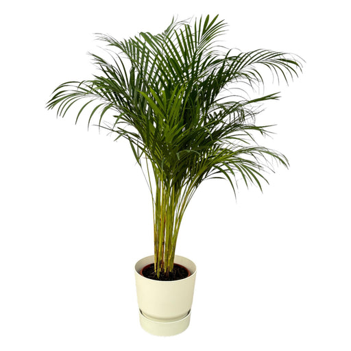 areca-palm-130cm-o24cm-inclusief-elho-greenville-round-wit-d30xh28