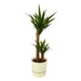 yucca-100cm-o21cm-inclusief-elho-greenville-round-wit-d24xh23