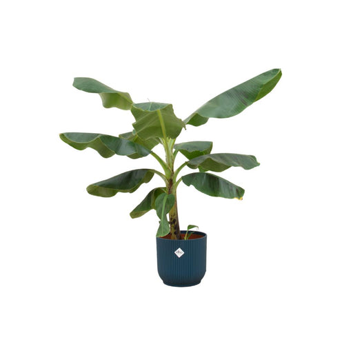 combi-deal-bananenplant-musa-inclusief-elho-vibes-fold-round-blauw-o22-100-cm