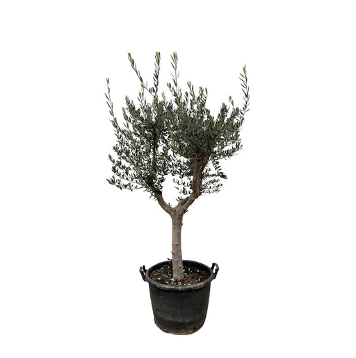 olea-europaea-cultivo-210cm-o45