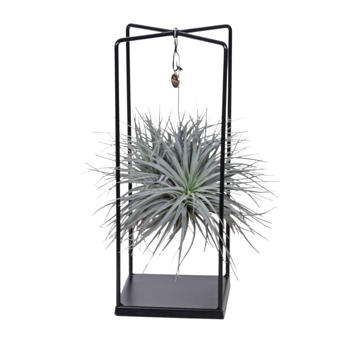 tillandsia-ionantha-abdita-o20cm-↕20cm