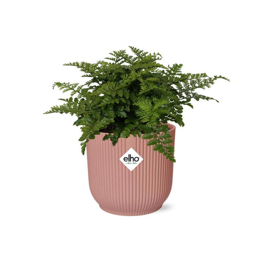 asplenium-parvati-in-elho-vibes-fold-14cm-roze