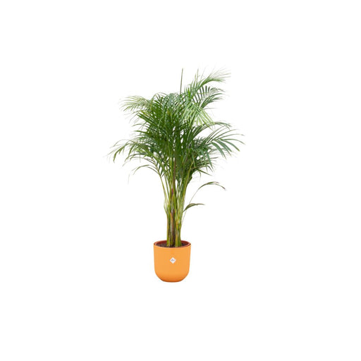 combi-deal-areca-palm-inclusief-elho-jazz-round-geel-o26-140-cm