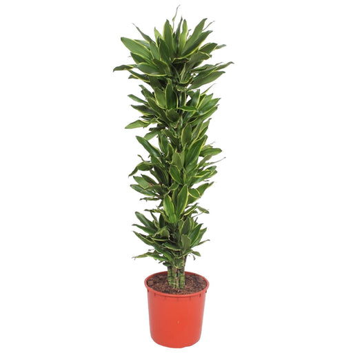 dracaena-golden-coast-200-cm-o34