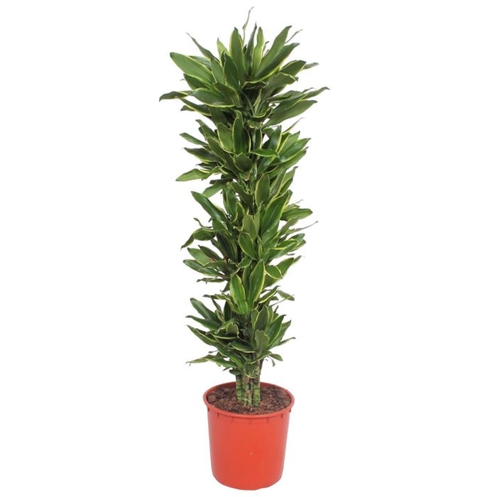 dracaena-golden-coast-200-cm-o34