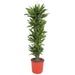 dracaena-golden-coast-200-cm-o34