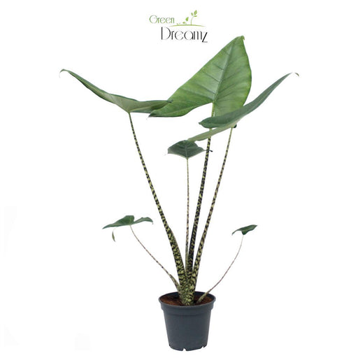 alocasia-zebrina-o17cm-↕70cm