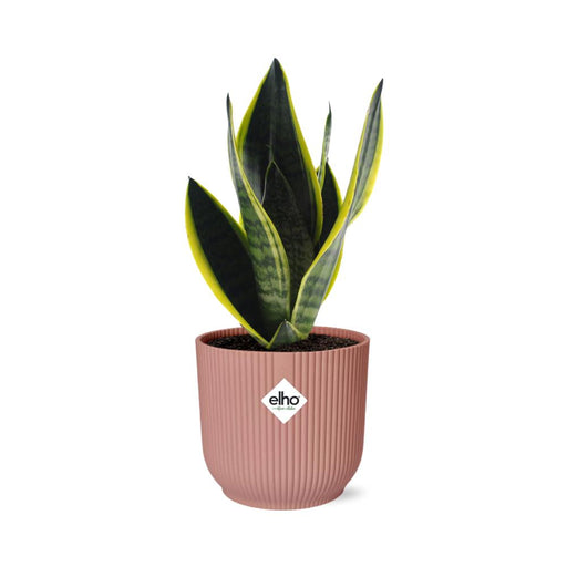 sansevieria-futura-superba-in-elho-vibes-fold-14cm-roze