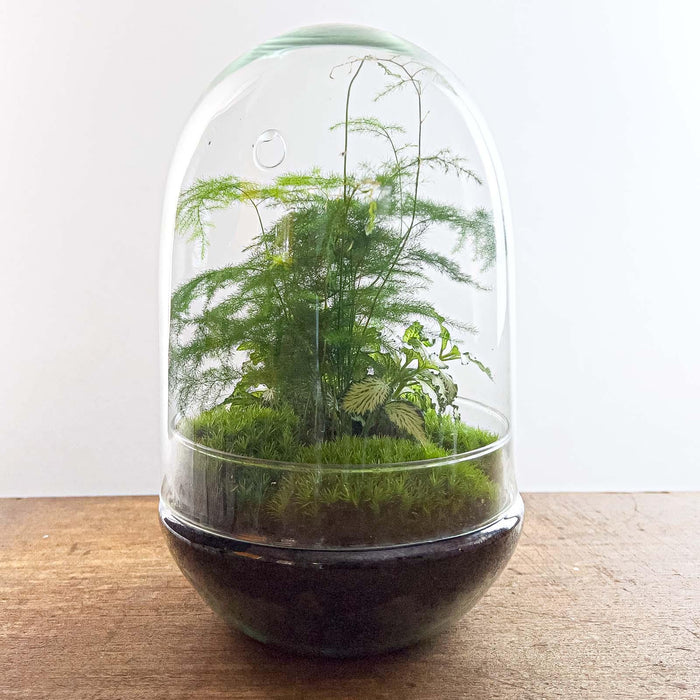 diy-terrarium-egg-xl-↕-30-cm