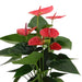 anthurium-andreanum-sweet-dream-incl-pure-zink-45cm-o12