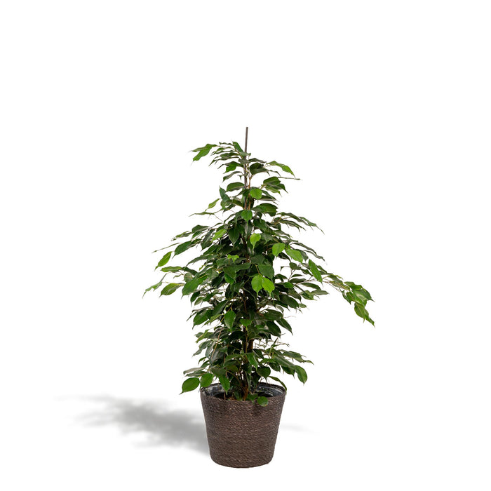 ficus-benjamina-danielle-95cm-o21cm-mand-igmar