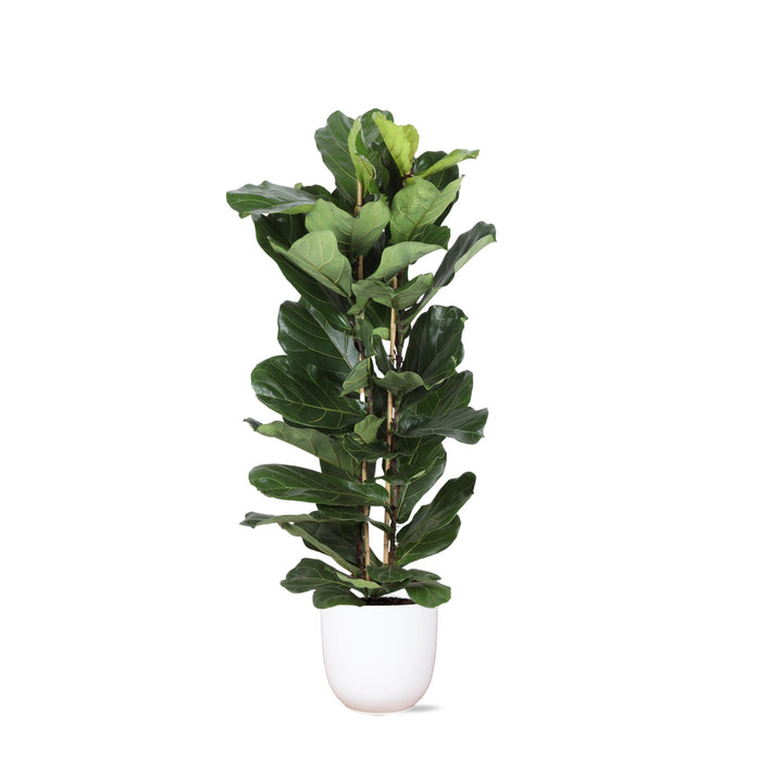 ficus-lyrata-o27cm-↕140cm-in-boule-wit-pot