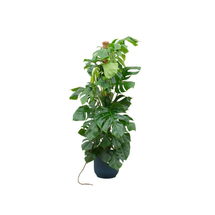 combi-deal-monstera-pertusum-xl-inclusief-elho-vibes-fold-round-blauw-o30-150-cm