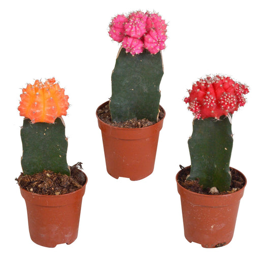 euphorbia-meloformis-variegata-5-5cm-3x-gymnocalycium-mix