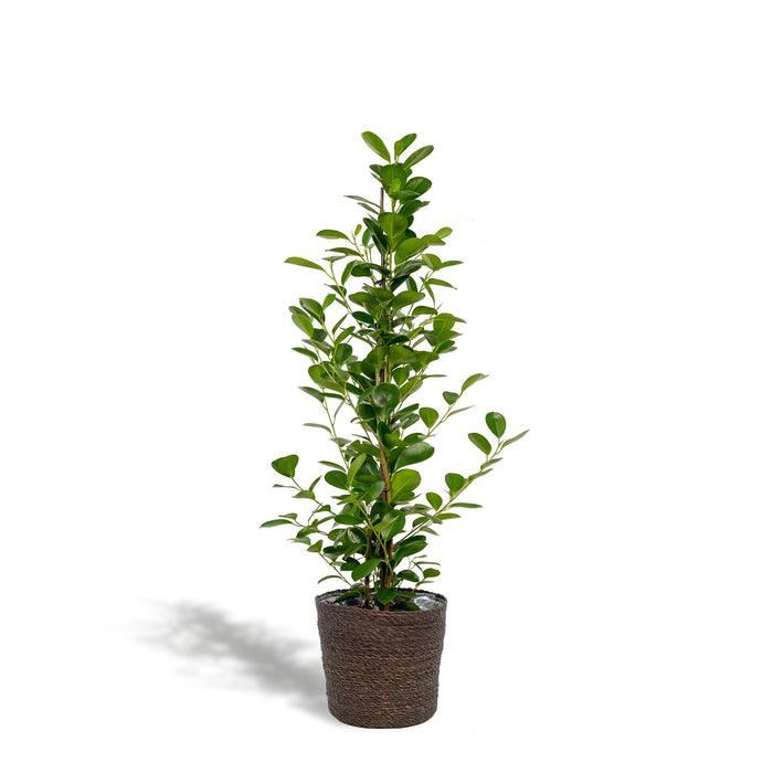 ficus-microcarpa-moclame-95cm-o21cm-mand-igmar