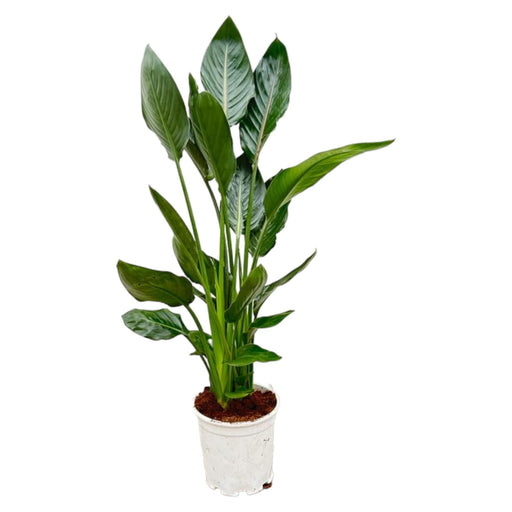 strelitzia-reginae-100-cm-o19