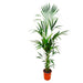 kentia-palm-180cm-24