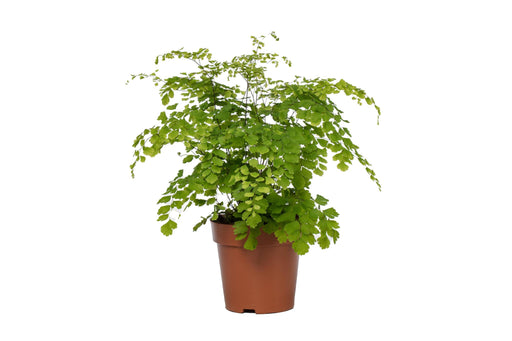 adiantum-fragrans-o12cm-↕35cm