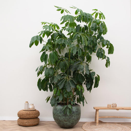 schefflera-amate-xl-250-cm-o50