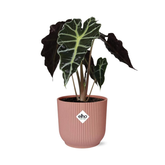 alocasia-polly-in-elho-vibes-fold-14cm-roze