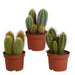 cereus-mix-10-5cm-3x-zonder-pot