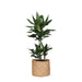 dracaena-janet-lind-o21cm-↕90cm-in-albury-natural-mand