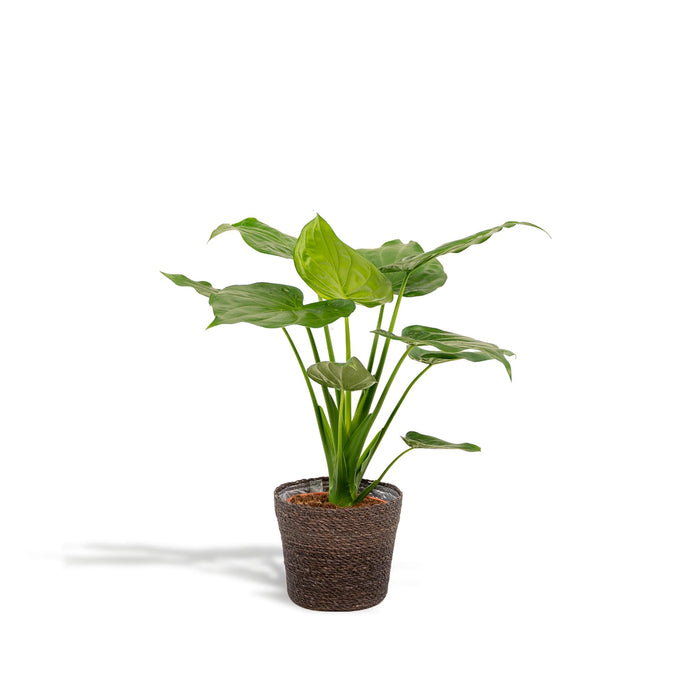 alocasia-cucullata-65cm-o19cm-mand-igmar