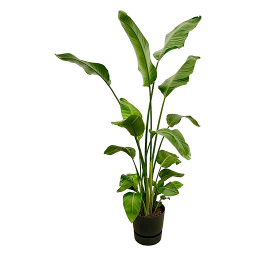 strelitzia-nicolai-inclusief-elho-greenville-round-zwart-180-cm-o30