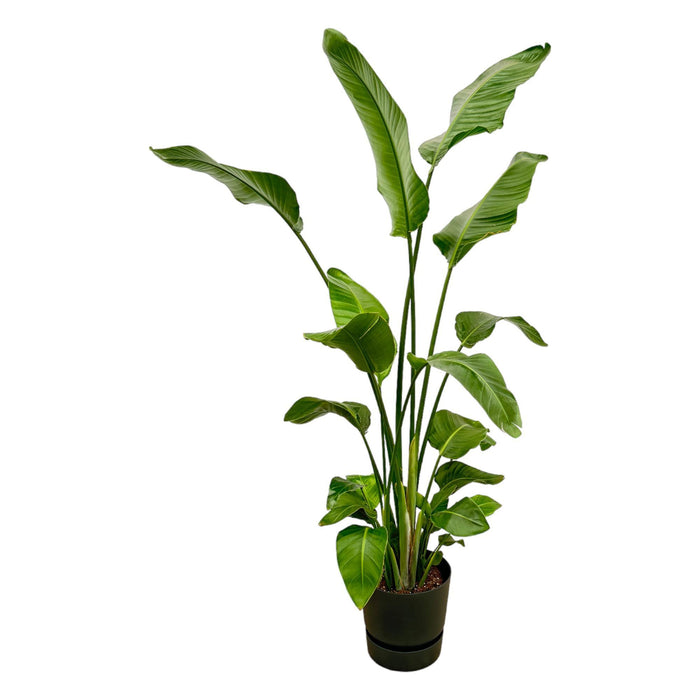 strelitzia-nicolai-inclusief-elho-greenville-round-zwart-180-cm-o30